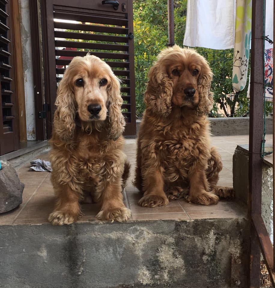 Due cuccioli di Cocker Spaniel seduti sul balcone in giardino.