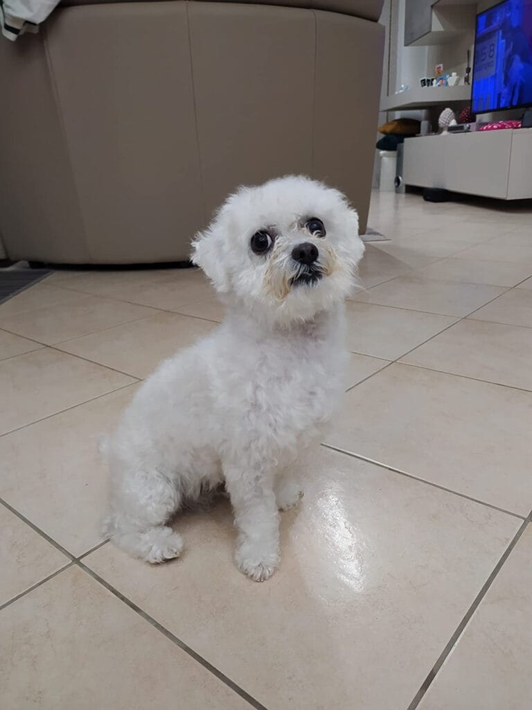 Cagnolino bianco con pelo riccio seduto su piastrelle.